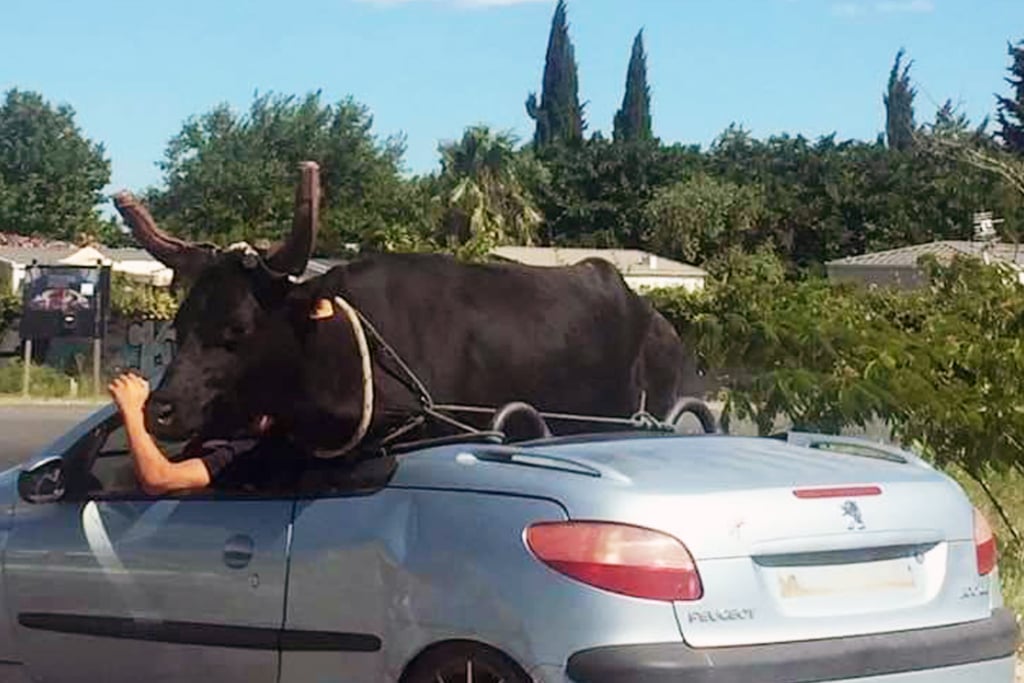 Camargue : Un automobiliste transporte un taureau dans sa Peugeot 206 cabriolet