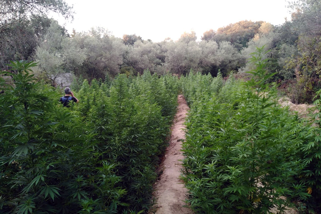 Gard : 500 plants de cannabis découverts et des armes saisies dans un camp de gens du voyage