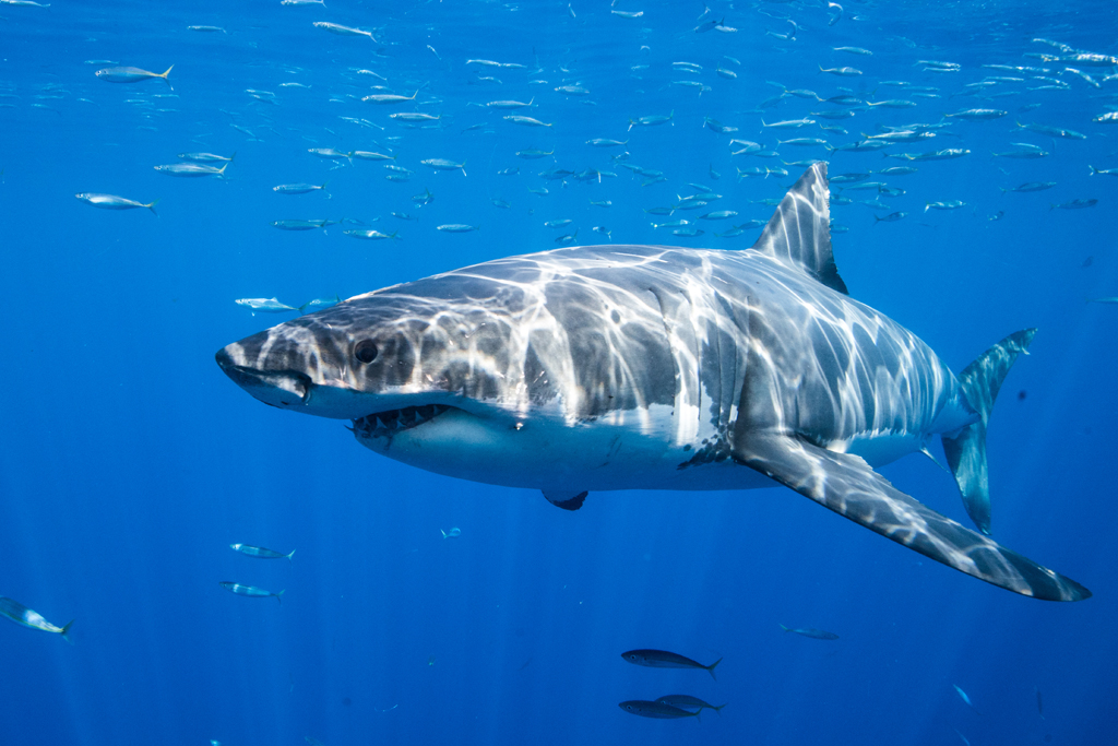 Australie : Il frappe un requin à coups de poing et sauve la vie de sa femme, grièvement blessée