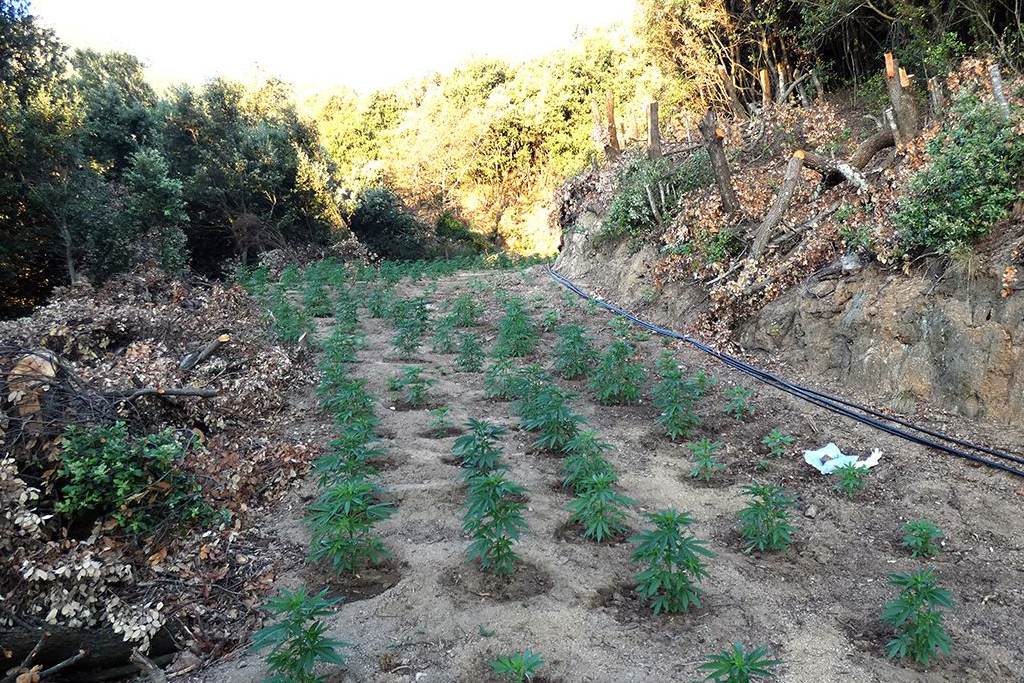 Espagne : 3244 plants de cannabis découverts dans une réserve protégée par l'UNESCO