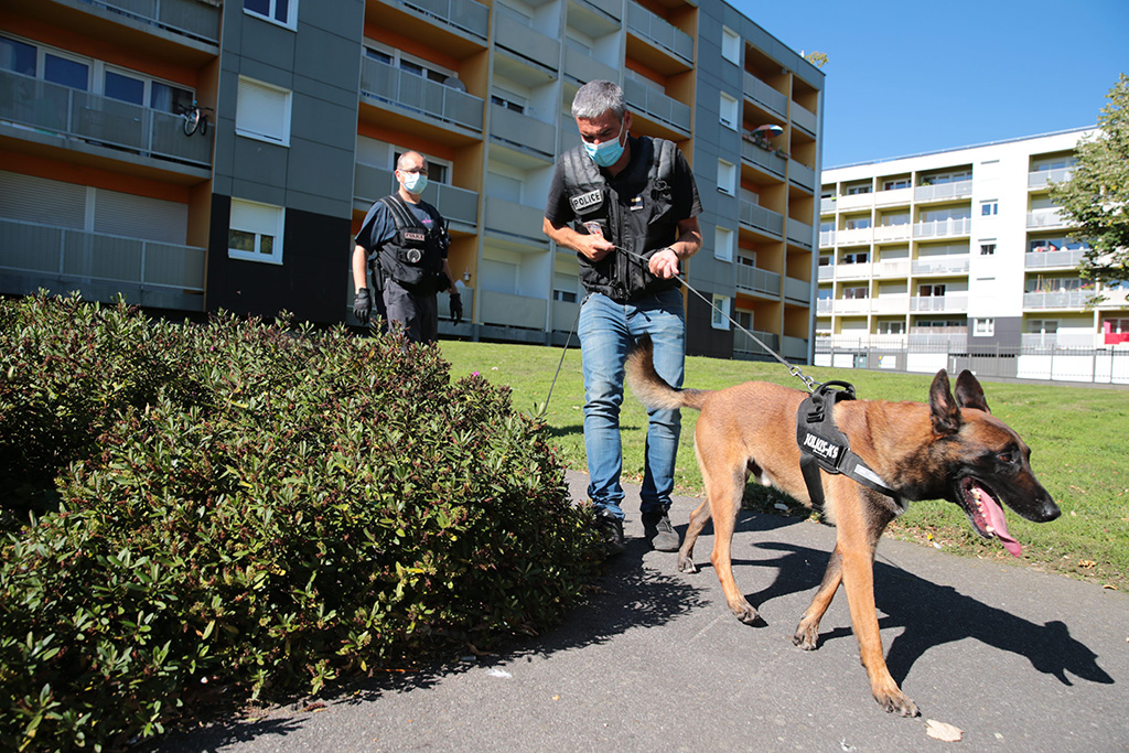 Opération anti-drogue à Bordeaux : une Kalachnikov, des fusils et du cannabis découverts dans une cave