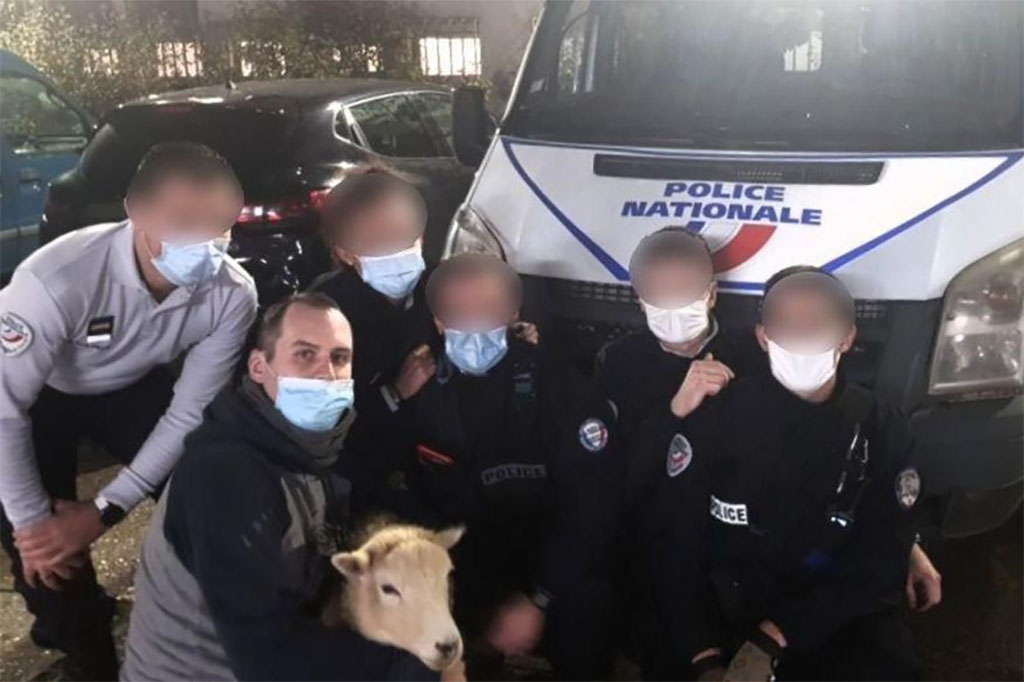 Gentilly : Les policiers sauvent la vie de deux moutons qui allaient être égorgés dans le jardin d'une maison