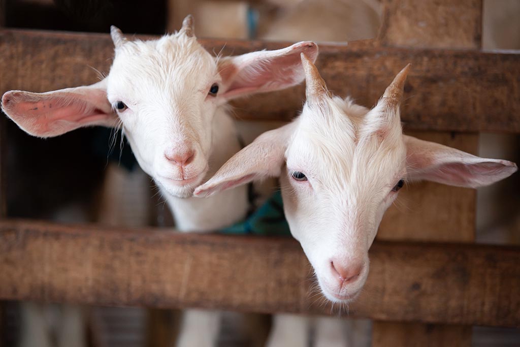 Dijon : Ils tuent deux chèvres dans un champ et font un barbecue dans la cour de leur immeuble