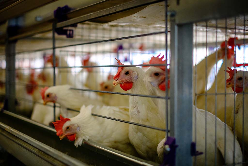 La Russie annonce des premiers cas humains de grippe aviaire H5N8, une première mondiale