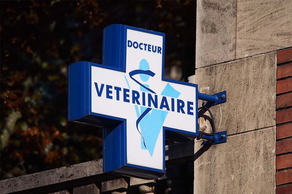 Covid-19 : Les vétérinaires et les dentistes vont pouvoir administrer le vaccin