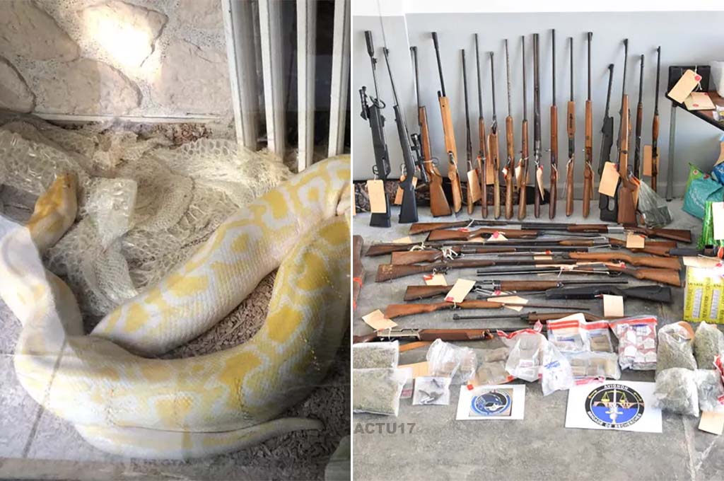 Vaucluse : Du cannabis, de la cocaïne, 37 armes et deux serpents saisis, sept suspects interpellés
