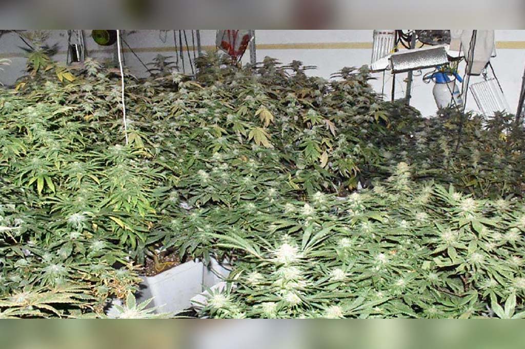 Fréjus : Forte odeur de cannabis dans une rue, les policiers trouvent 337 plants chez un habitant