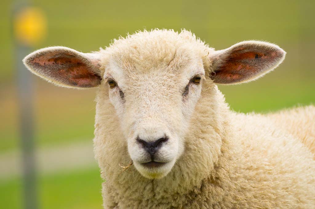 Nantes : Ils égorgent deux moutons en pleine rue pour fêter l'Aïd, quatre hommes interpellés