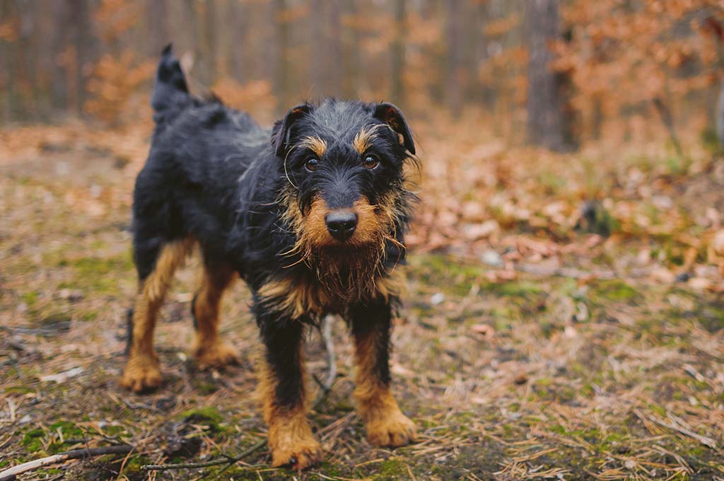 Perdu pendant les vacances, un chien parcourt 380 km entre la Savoie et le Gard pour rentrer chez lui