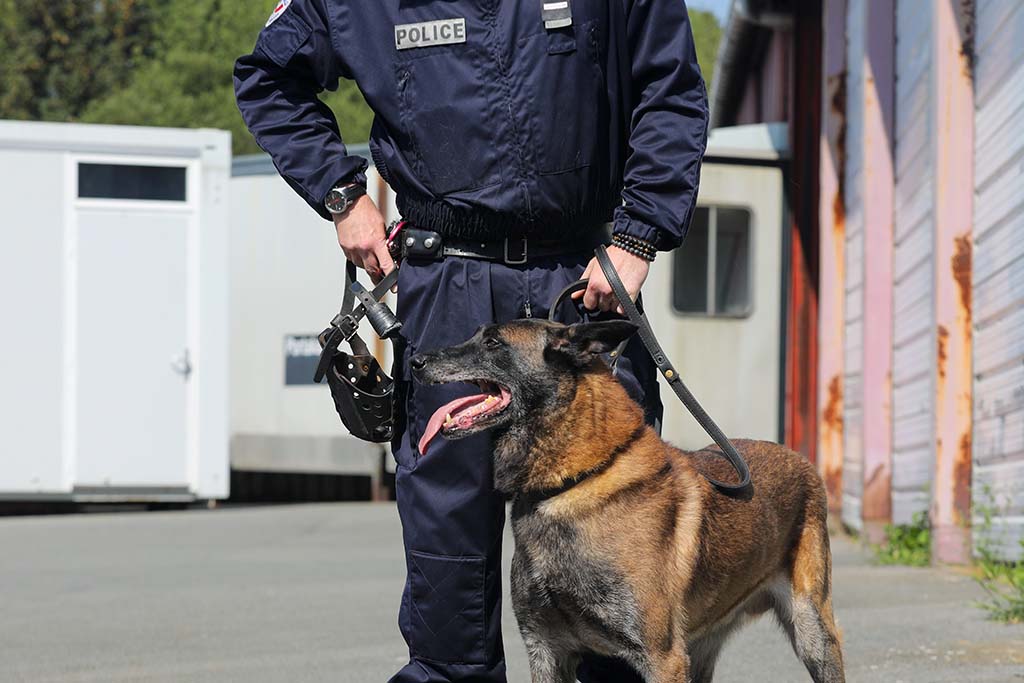 Yvelines : Un chien policier frappé et blessé à un œil lors d’une intervention à Meulan