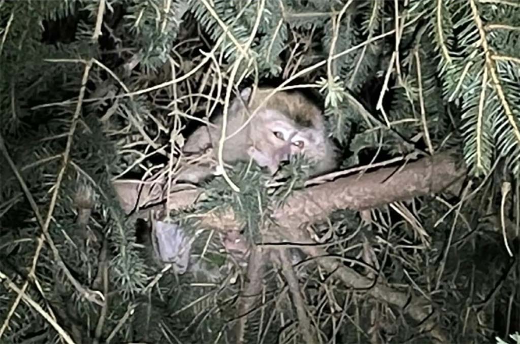 États-Unis : Des singes de laboratoire évadés d'un camion retrouvés et euthanasiés