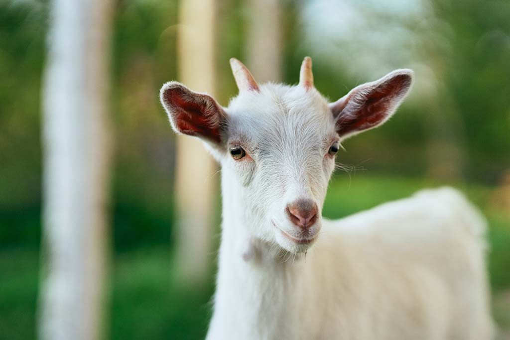 Seine-et-Marne : Un homme de 26 ans viole une chèvre dans une ferme et repart avec