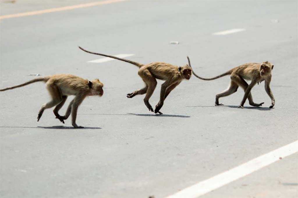 Attaques de macaques en série au Japon : un des singes capturé et tué