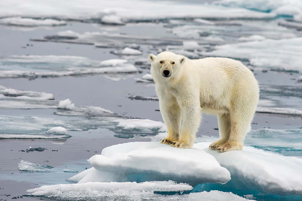 Une touriste française blessée par un ours blanc au Svalbard, dans l'Arctique