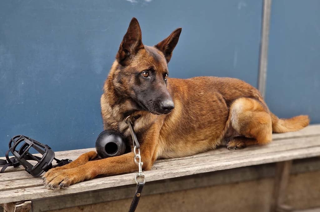Le chien policier parisien «Vogue» prend sa retraite et recherche sa nouvelle famille