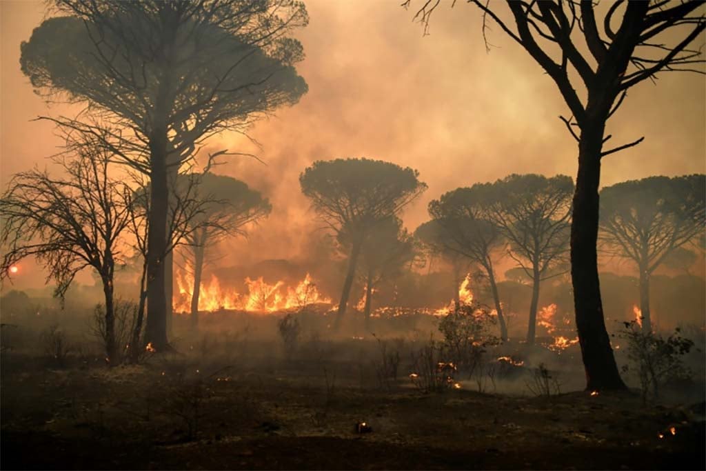 Vaste incendie près de Saint-Tropez en 2021 : un suspect mis en examen