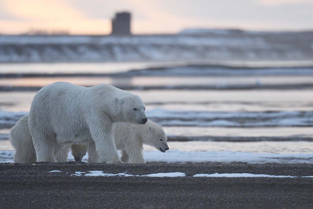 Dans une attaque rare, un ours polaire tue une femme et son bébé en Alaska