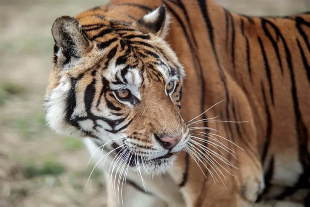 Sheba, la tigresse échappée en Afrique du Sud, abattue