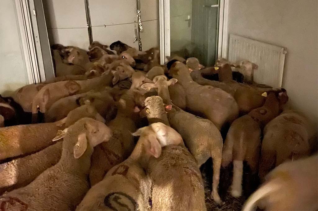Nice : 40 moutons découverts entassés dans un logement social, l'un égorgé