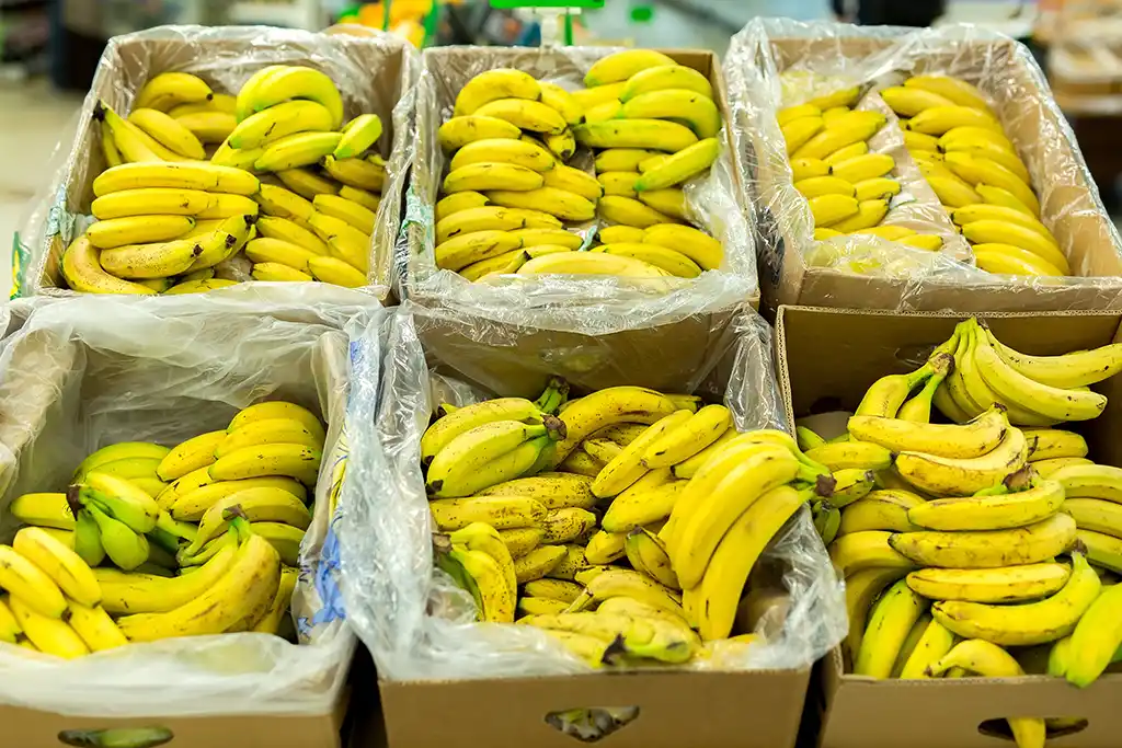 Colmar : Près de 250 kg de cocaïne découverts dans des cartons de bananes