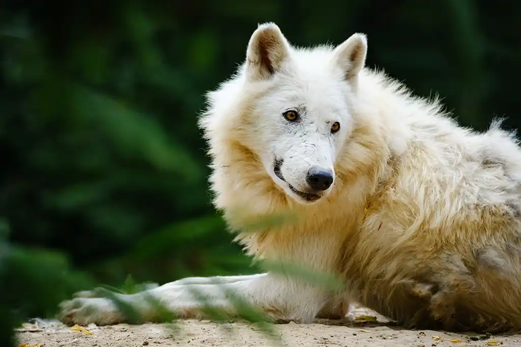 Une femme en urgence absolue après avoir été attaquée par des loups au zoo de Thoiry