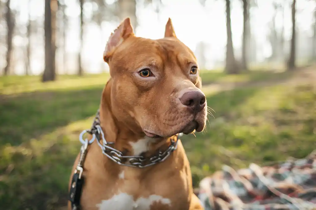 Mantes-la-Ville : Un enfant de 11 ans mordu au visage par un Pitbull