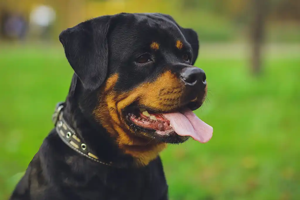 Anglet : Une fillette de 20 mois mordue à la tête par un rottweiler, 70 points de suture