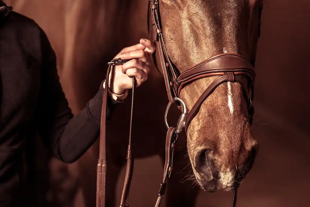 Lot-et-Garonne : Ils foncent sur une cavalière et tuent son cheval à coups de couteau