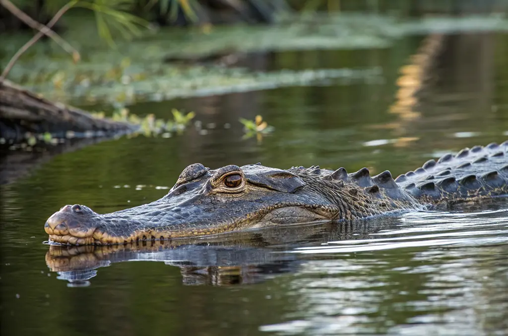 Roubaix : Le cadavre d'un crocodile lesté découvert dans un canal par un pêcheur à l'aimant