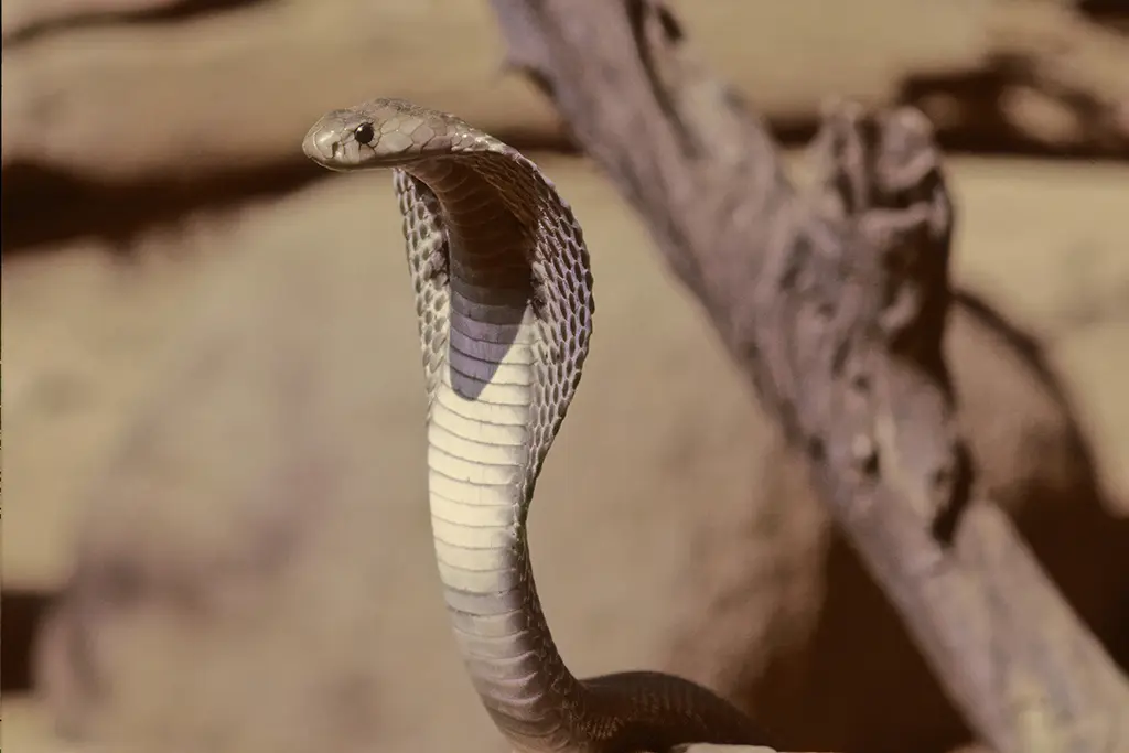 Près de Toulouse : Un cobra venimeux en liberté à Castelginest, un important dispositif de recherche déployé