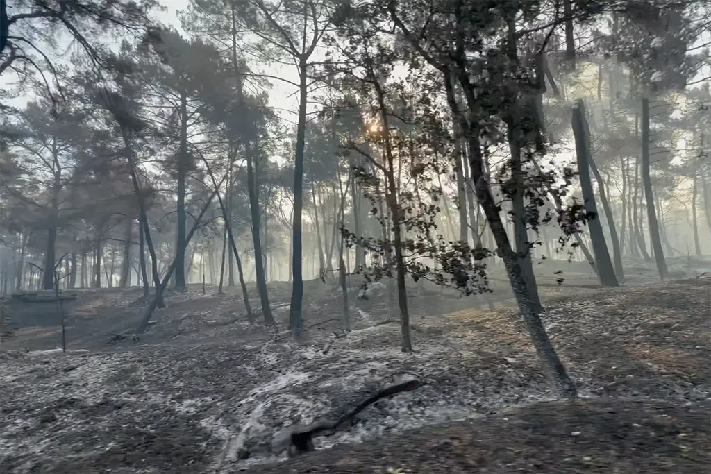 Incendies de Fontainebleau : un septième suspect en garde à vue pour une tentative de départ de feu